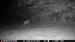 05 26 24 412 01am A deer walks near the mineral block in the lower back field deer [upl. by Anilef]