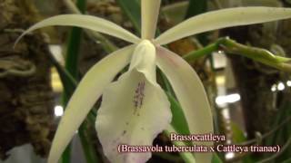 Brassocattleya Brassavola tuberculata x Cattleya trianae [upl. by Safir]