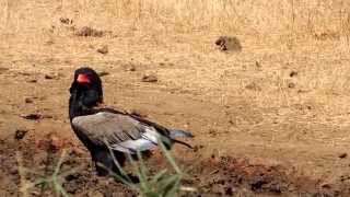 Bateleur  A beautiful eagle seen in the Kruger Park [upl. by Aihsened610]