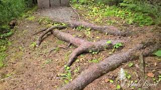 PART 1 END SUMMER23 HIKE WITH US FOREST VLOG FORAGING NEW TRAIL LAC SAGUAY THE WOODS BEYOND [upl. by Churchill]