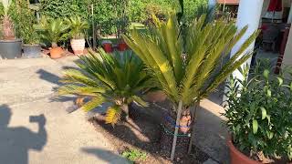 cycas revoluta en remplacement phormium [upl. by Elleiand790]