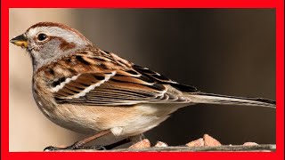 Tree Sparrow Song Tree Sparrow Call Tree Sparrow  Chingolo Arbóreo Canto  Spizelloides Arborea [upl. by Anaiek]