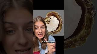 Pourquoi la noix de cajou n’estelle pas vendue avec sa coquille  🥜 youtubecreatorcommunity [upl. by Atahs]