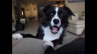 The Talking Border Collie Sadie Part 1 [upl. by Branden]