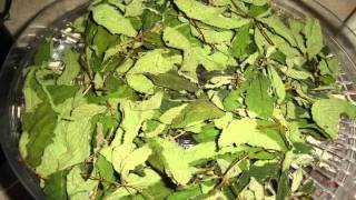 Blackberry Leaf Ice Tea  refreshing wild herb tea [upl. by Letha]