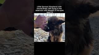 straydog viralvideo lonelydog lovememode spayandneuter abandoned rescue dogtok savepuppy [upl. by Siraj]