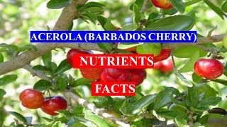 ACEROLA BARBADOS CHERRY   Fruit  HEALTH BENEFITS AND NUTRIENTS FACTS [upl. by Bissell]