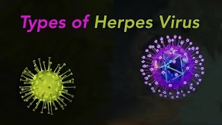 Types of Herpes [upl. by Imuy]