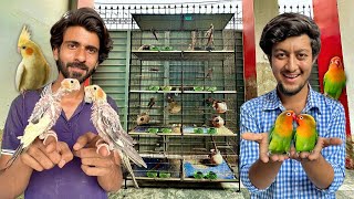 Cocktail aur Fischer Parrot Colony Ly Li 🥳🦜 [upl. by Chee73]