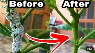 2 सेकंड में मीलिबग खत्म करने का तरीका  Mealybug Treatment on Hibiscus  Mealybug Control instantly [upl. by Germain]