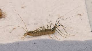 HOUSE CENTIPEDE AND 100 COCKROACHES Live feeding [upl. by Hodges]