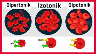 Osmotik bosim va onkotik bosim fiziologiya [upl. by Levana834]