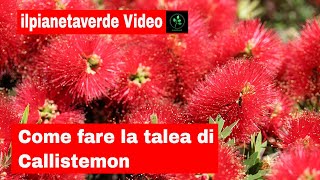 Come riprodurre con la talea il Callistemon [upl. by Wisnicki928]