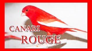 Mon Canari Rouge Bague 2017 [upl. by Ayala]