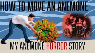 How to move anemones splitting amp more [upl. by Nilhtac]