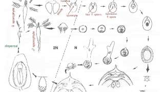 Cycad Life Cycle [upl. by Othilie]