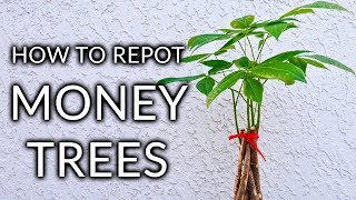 HOW TO REPOT A MONEY TREE PACHIRA AQUATICA  THE MIX TO USE JoyUsGarden [upl. by Siramaj]