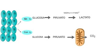 Glucolisis en ejercicio Aerobico y Anaerobico [upl. by Ymassej]