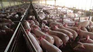 AgweekTV JBS Pork Plant Euthanizing Market Hogs [upl. by Kus904]