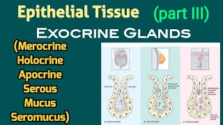 Merocrine Apocrine Holocrine Secretion amp Serous Mucus Seromucus Glands  AM Biologie Notes [upl. by Riha]