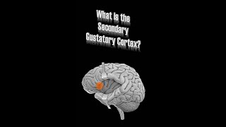 Secondary Gustatory Cortex [upl. by Ardnohsed338]