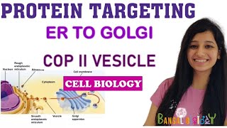 Protein TargetingsortingEndoplasmic Reticulum to Golgi ApparatusCOP II vesicleCell Bio L series [upl. by Marilyn291]