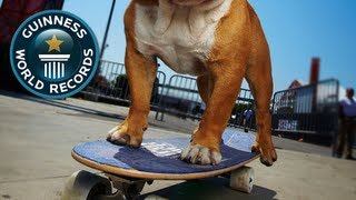 Skateboarding Dog  Tillman  Guinness World Records [upl. by Blackington311]