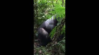 Wild Silverback Gorilla mating [upl. by Lectra]