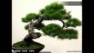 Juniper Bonsai Exhibition [upl. by Haberman237]