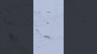 Snow leopard expedition spiti valley  Himalayan Ibex Alarm Call [upl. by Orfield]