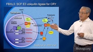 Joseph Takahashi UT SouthwesternHHMI Part 2 Circadian Clocks Genetics of Mammalian Clocks [upl. by Anayra688]