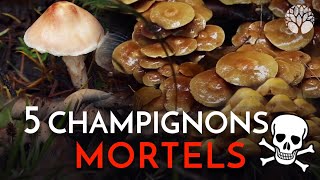 Ces 5 champignons sont MORTELS [upl. by Jarred]