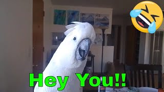 Cute parrots saying funny things and Being Silly Compilation [upl. by Gorton627]