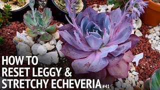 41 How to reset leggy and stretchy echeveria [upl. by Nydroj513]