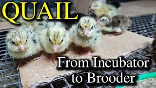 Hatching Quail Eggs amp Brooding Coturnix Chicks with Tips [upl. by Kcub]