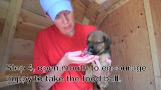 How To Give Your Puppy Wormer [upl. by Douglas]