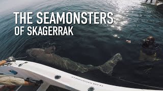 The Seamonsters of Skagerrak  Giant Greenland shark tagged and released [upl. by Amikay338]