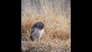 Burrowing Owls [upl. by Blayne914]