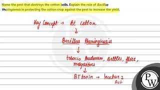 Name the pest that destroys the cotton bolls Explain the role of Bacillus thuringiensis in prot [upl. by Sheena]