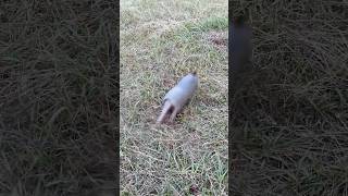 Armadillos are Fast shorts [upl. by Yrrum]