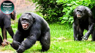 From Screams to Serenity Life at Chester Zoos Chimpanzee Island [upl. by Lillywhite723]