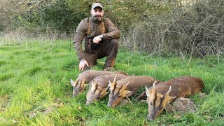 Muntjac amp Cwd hunt with Irishsafarishunting [upl. by Gerri555]