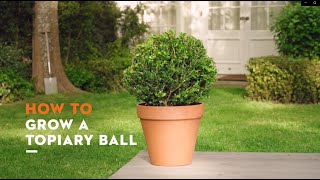 How to grow a topiary ball [upl. by Inad869]