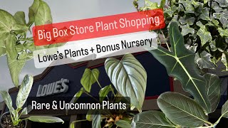 Big Box Store Plant Shopping Lowes Plants and Bonus Nursery Rare and Common Plants [upl. by Joice]