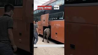 बस के अंदर जानवर कैसे लेजाते है  most expensive animal [upl. by Artenehs226]