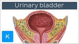 Urinary bladder function blood supply and innervation  Human Anatomy  Kenhub [upl. by Asela]