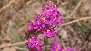 Petite Centaurée Centaurium erythraea [upl. by Nyleak]