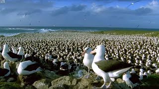 Worlds Largest Albatross Colony  Blue Planet  BBC Earth [upl. by Eilyk579]