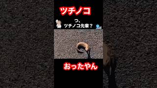 ツチノコおったわ！アオジタトカゲ動物雑学生態ぱいせんチースチースずんだもんアオジタトカゲ爬虫類ツチノコuma [upl. by Monagan]