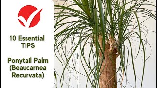 Ponytail Palm Care 10 Essential Tips for Beaucarnea Recurvata [upl. by Gunther]